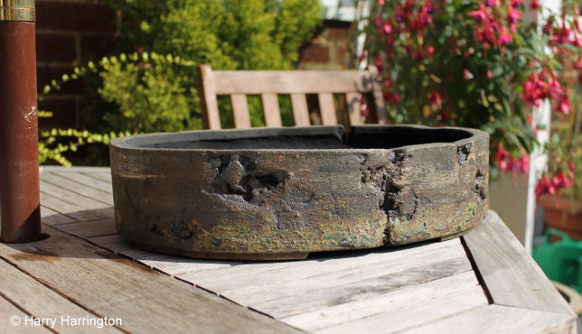 privet bonsai pot